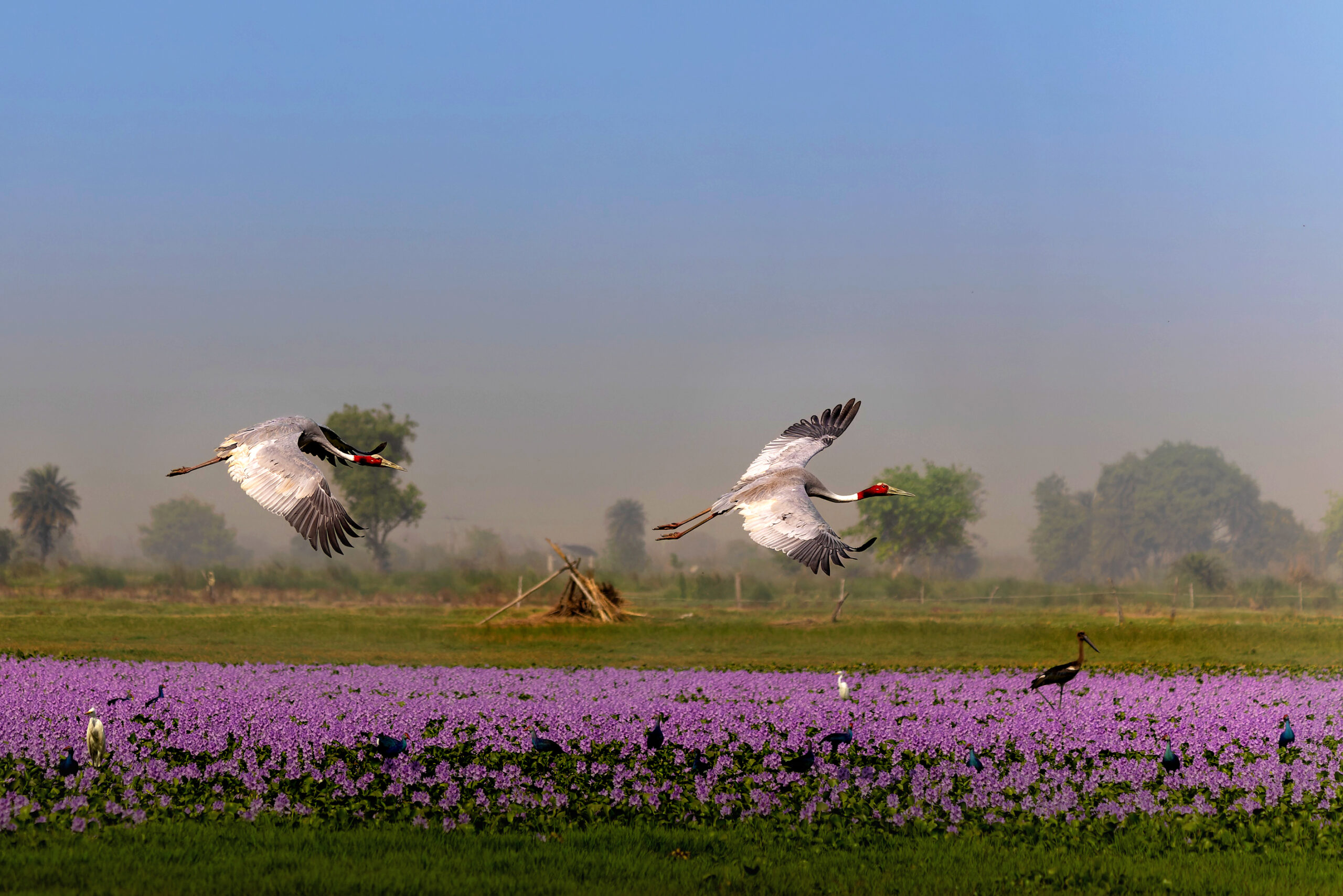 Two majestic Sarus Cranes, wings outstretched in perfect unison, soar gracefully across a canvas of vibrant blooms, a dance of elegance in the wild.