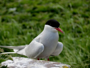 Arctic Tern holds 2