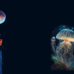 Did you know-1-Jellyfish new1