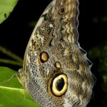 Did you know-2-Certain species of satyr butterflies