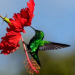Did you know-Hummingbirds
