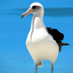 Did you know-The Albatross' Epic Journeys