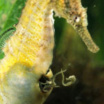 male seahorse