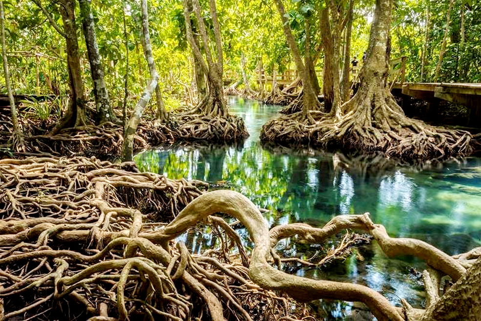 Saving the Mighty Mangroves