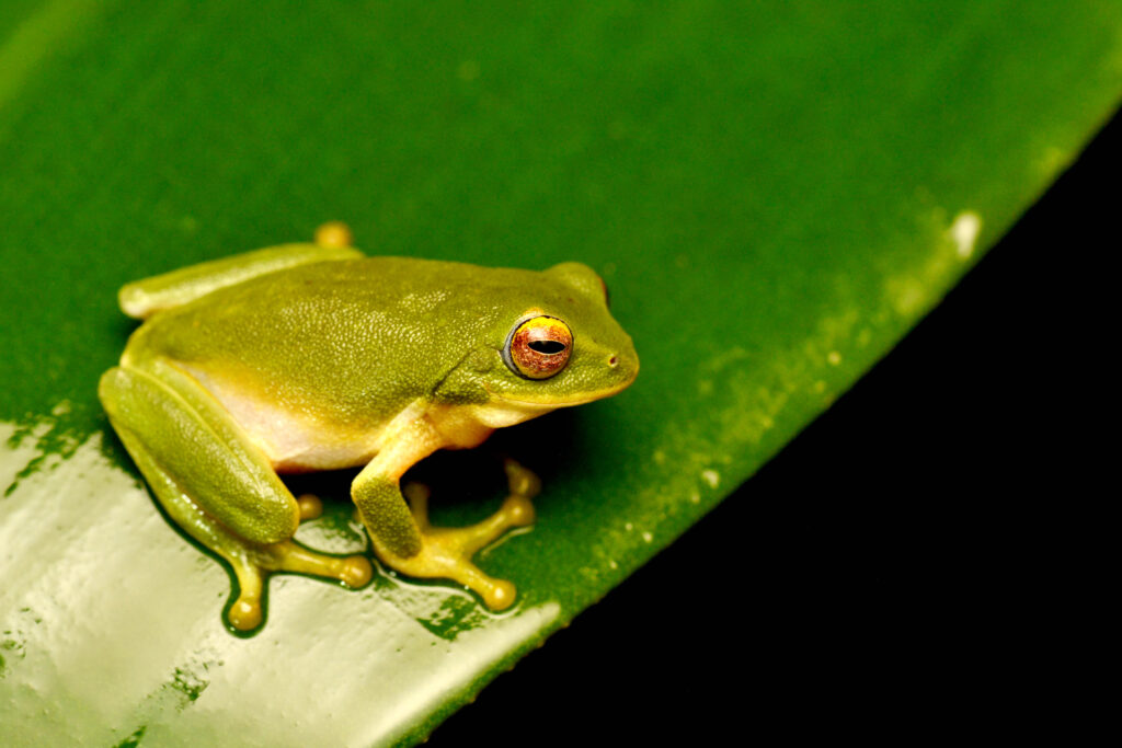 Jayaram_s Bush Frog