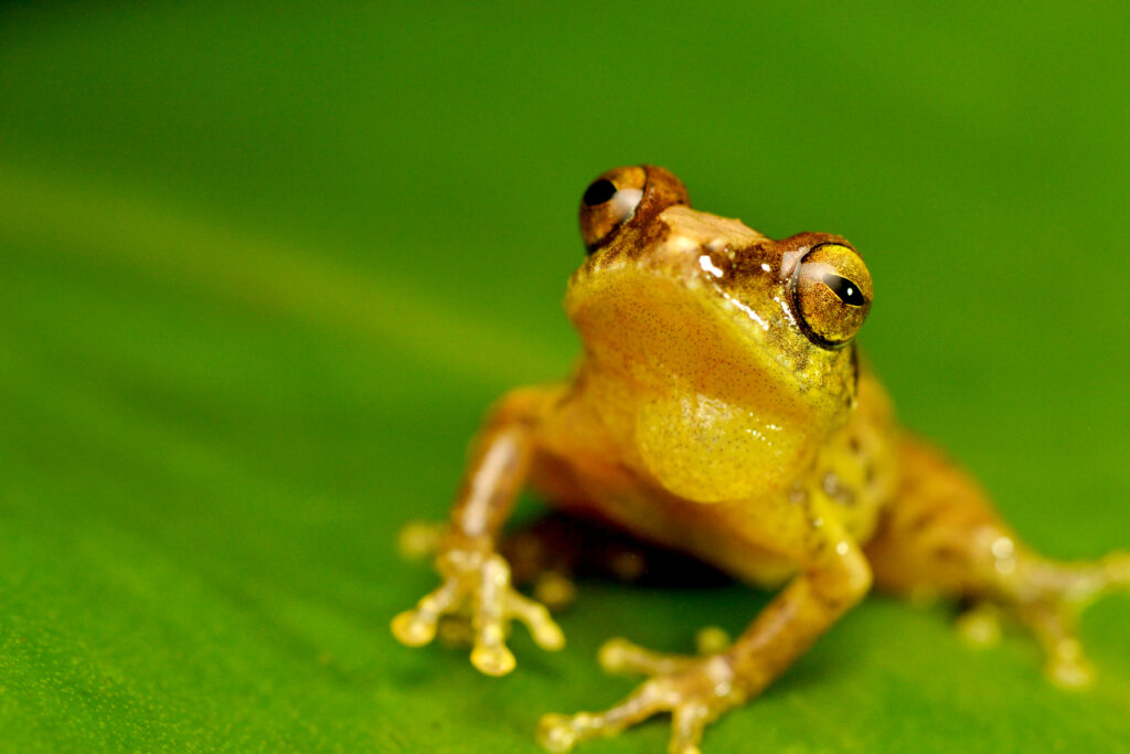 2-Wayanad Bush Frog