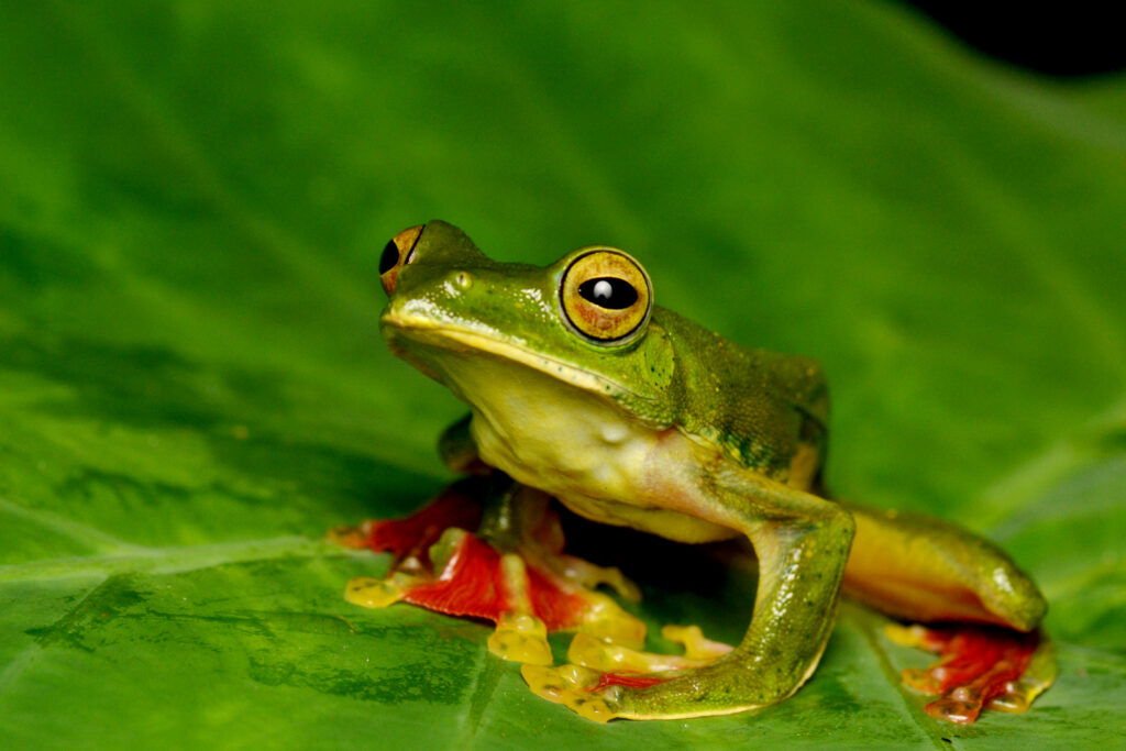 -Malabar Gliding Frog