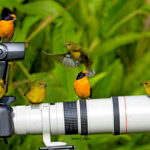 Bird paparazzi in action: Alright, everyone act natural!