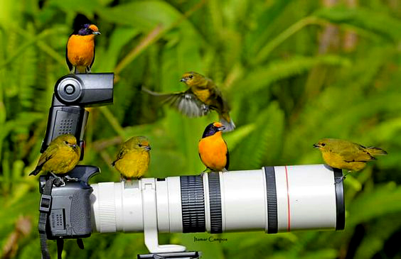 Bird paparazzi in action: Alright, everyone act natural!