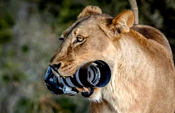 Lion photographer: Say cheese! Wait, never mind—I’ll eat it instead.