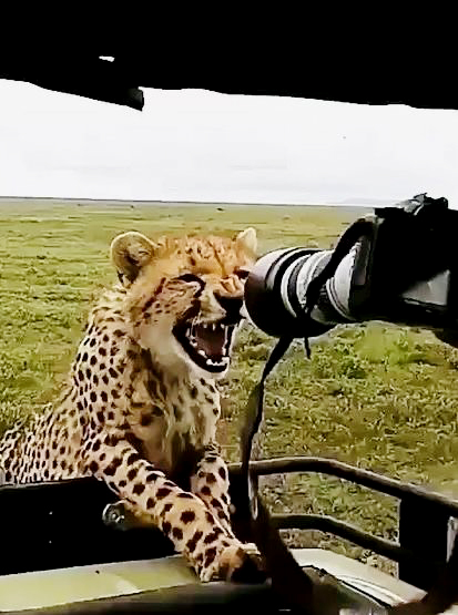 Cheetah’s review: This camera tastes funny, 3 stars.