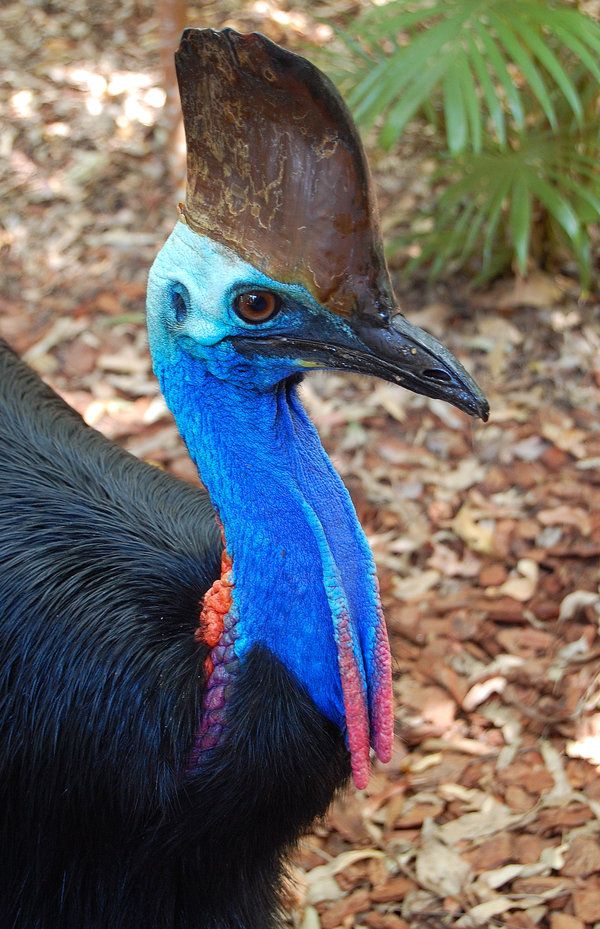 Cassowary