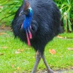 Cassowary