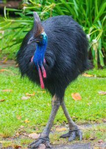 Cassowary