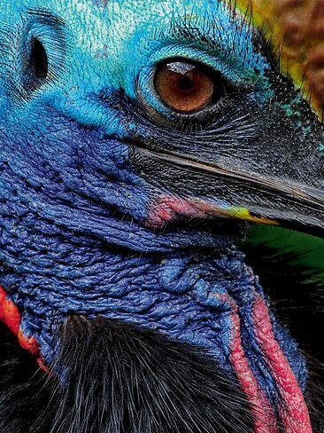 Cassowary