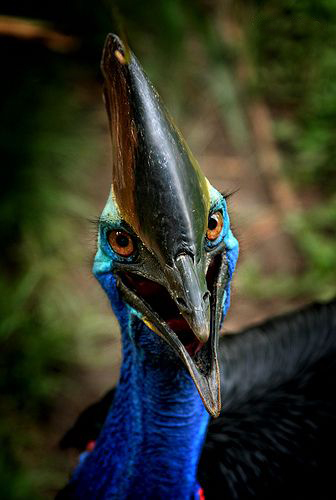 Cassowary