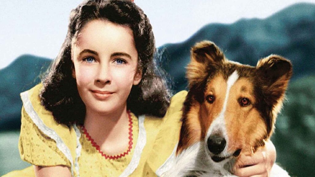 Animals in Hollywood