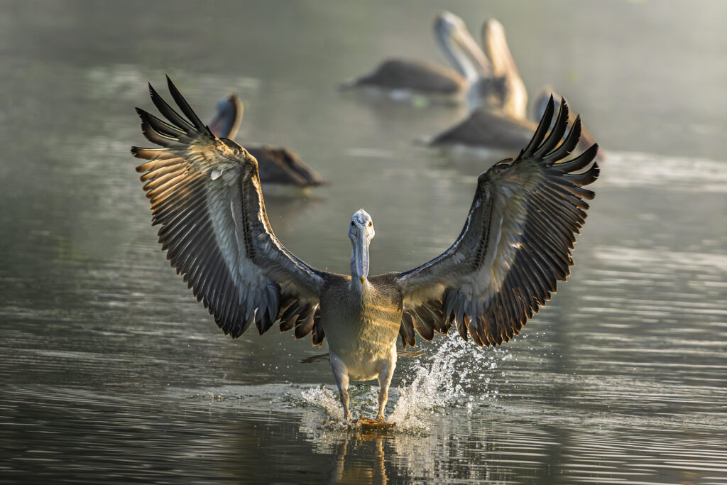 Leap into the Wild